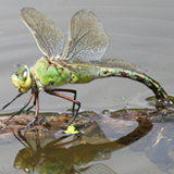 dragonfly_image