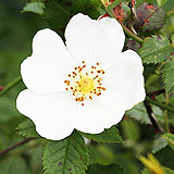 flower_image